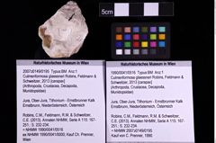 Foto (Objekt + Etiketten) von Culmenformosa glaessneri (Robins, Feldmann & Schweitzer, 2013) (NHMW-GEO-1990-0041-0516)